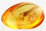 Detailed Fossil Barklouse (Psocodea) In Baltic Amber #372589-1